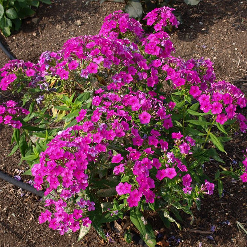 Phlox paniculata Purple Flame (Porto)