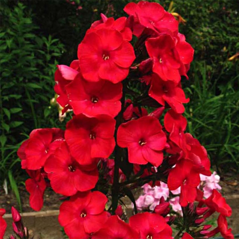 Phlox paniculata Red Flame (Fioritura)