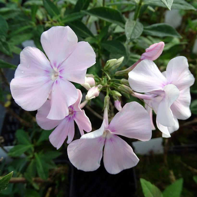 Phlox paniculata Rosa Pastel (Fioritura)