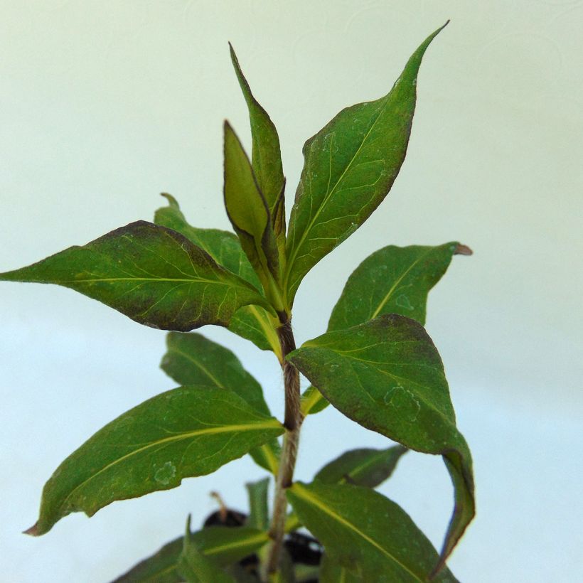 Phlox paniculata Septemberglut (Fogliame)