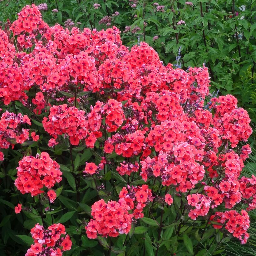 Phlox paniculata Starfire (Fioritura)