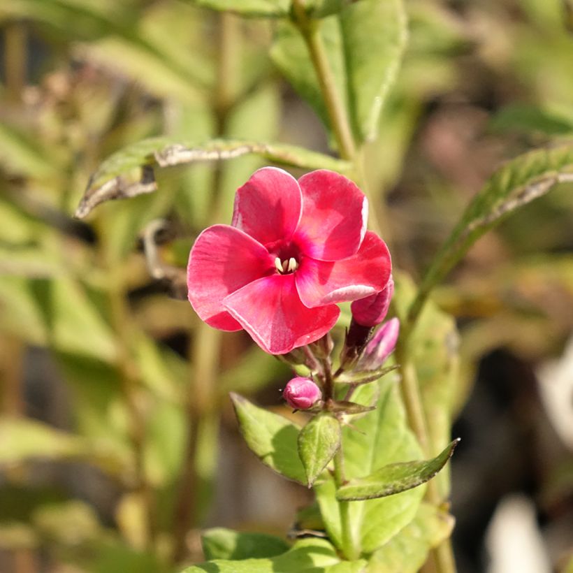 Phlox paniculata Stars and Stripes (Fioritura)