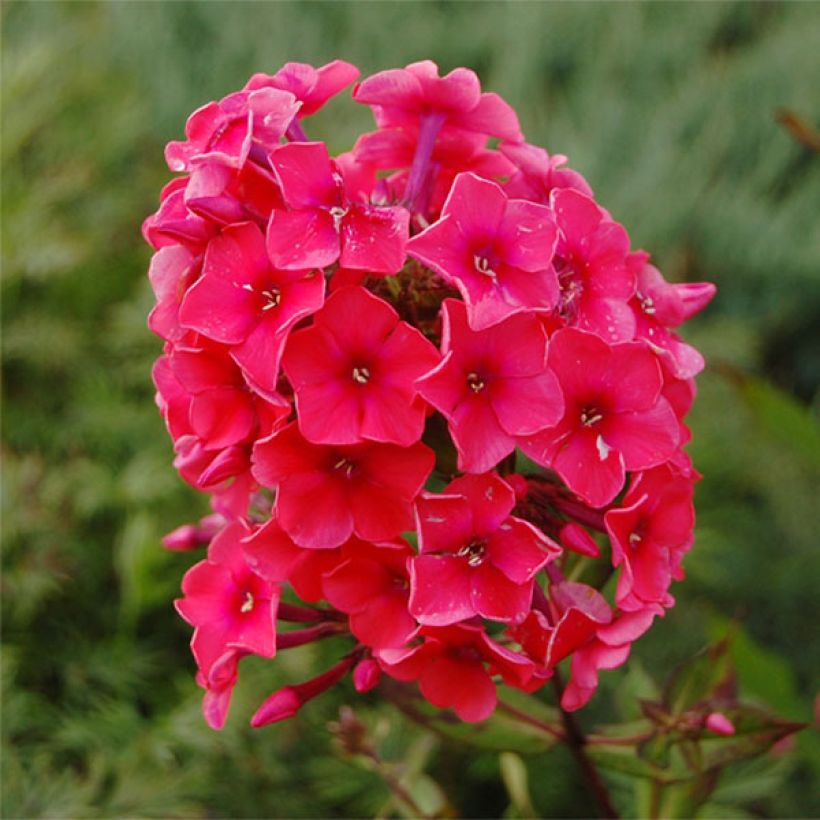 Phlox paniculata Tequila Sunrise (Fioritura)