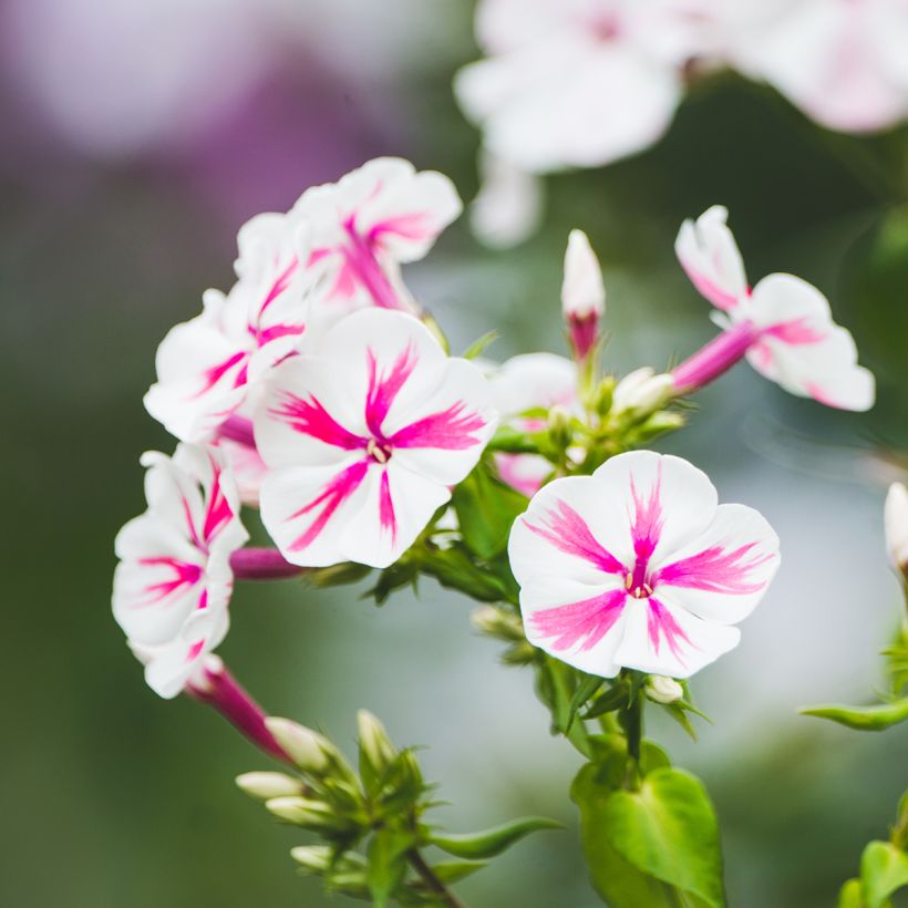 Phlox paniculata Twister (Fioritura)