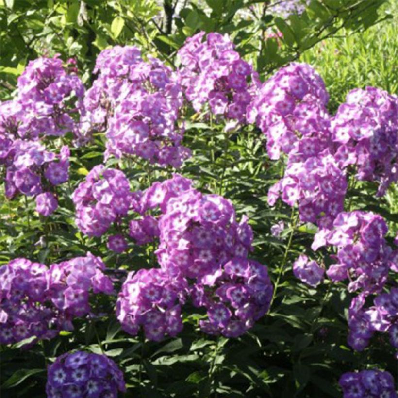 Phlox paniculata Uspech (Fioritura)