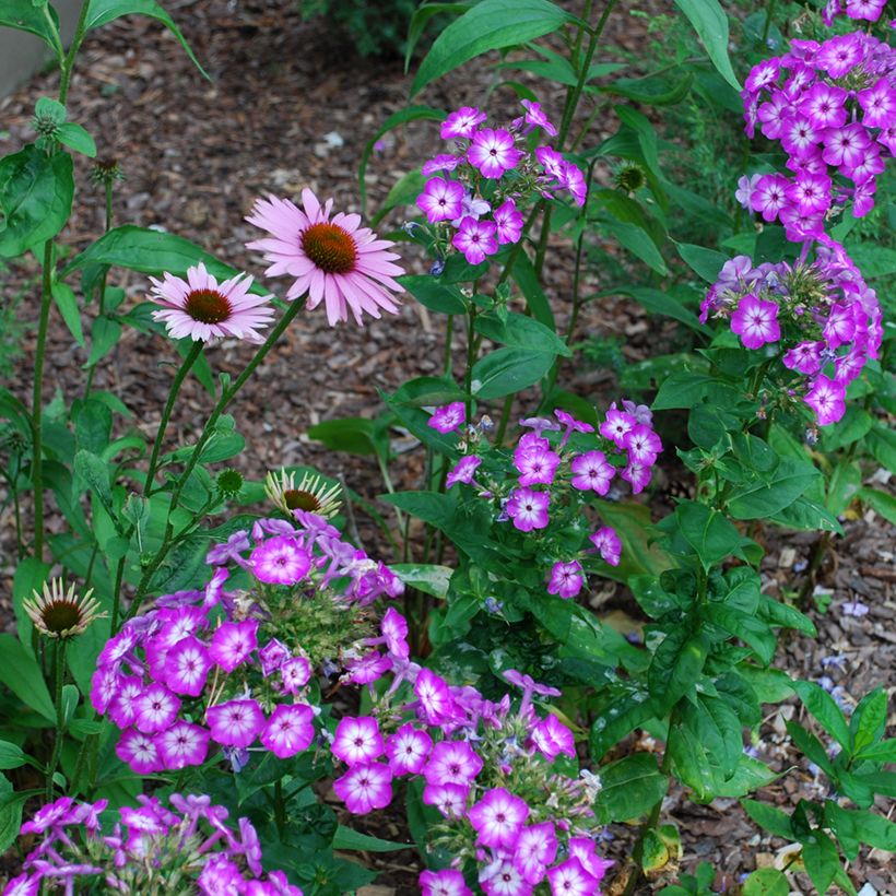 Phlox paniculata Uspech (Porto)