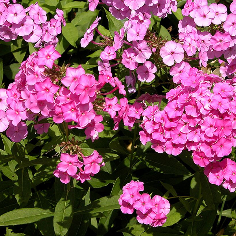 Phlox paniculata Windsor (Fioritura)