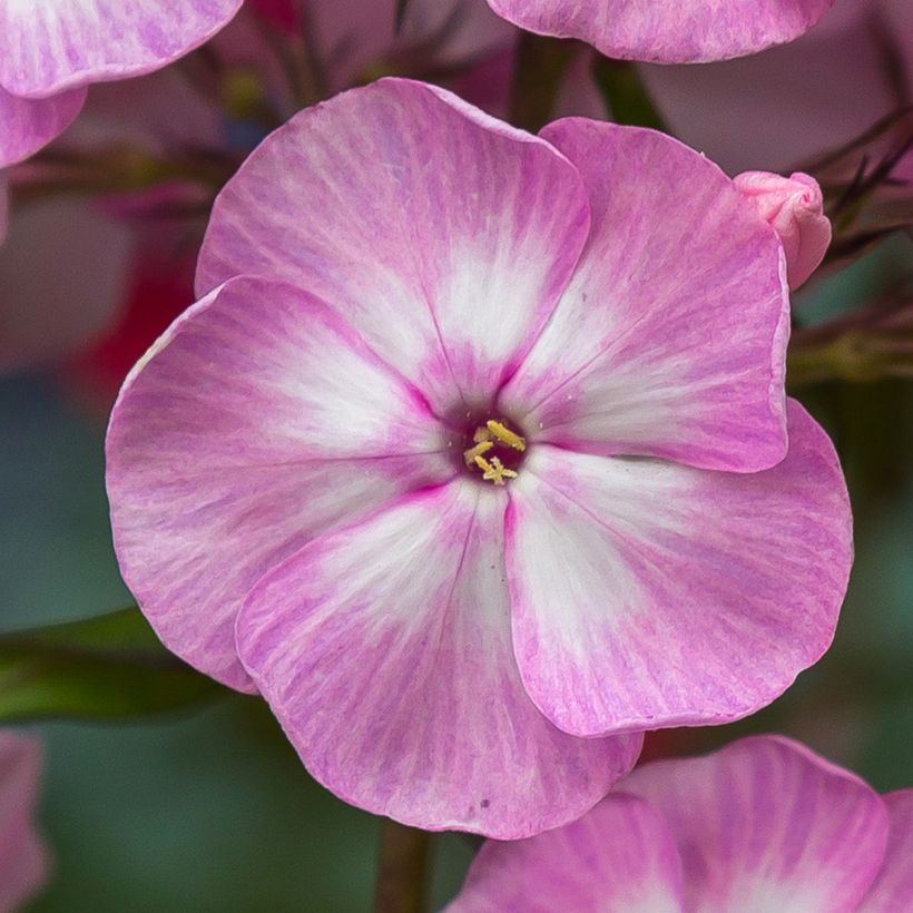 Phlox paniculata Younique Old Pink (Fioritura)