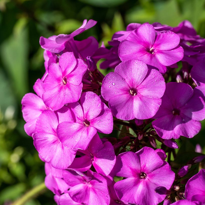 Phlox paniculata Younique Old Purple (Fioritura)