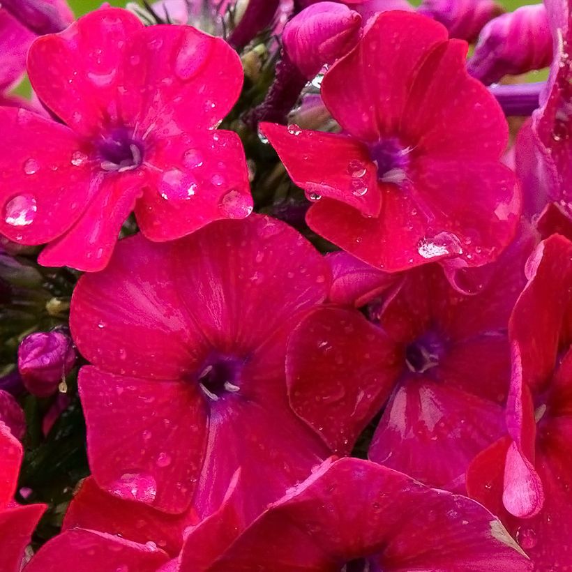 Phlox paniculata Younique Red (Fioritura)