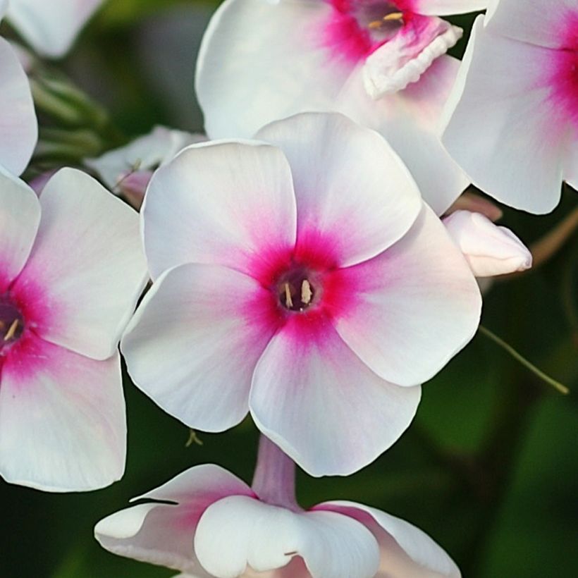 Phlox paniculata Younique Trendy (Fioritura)