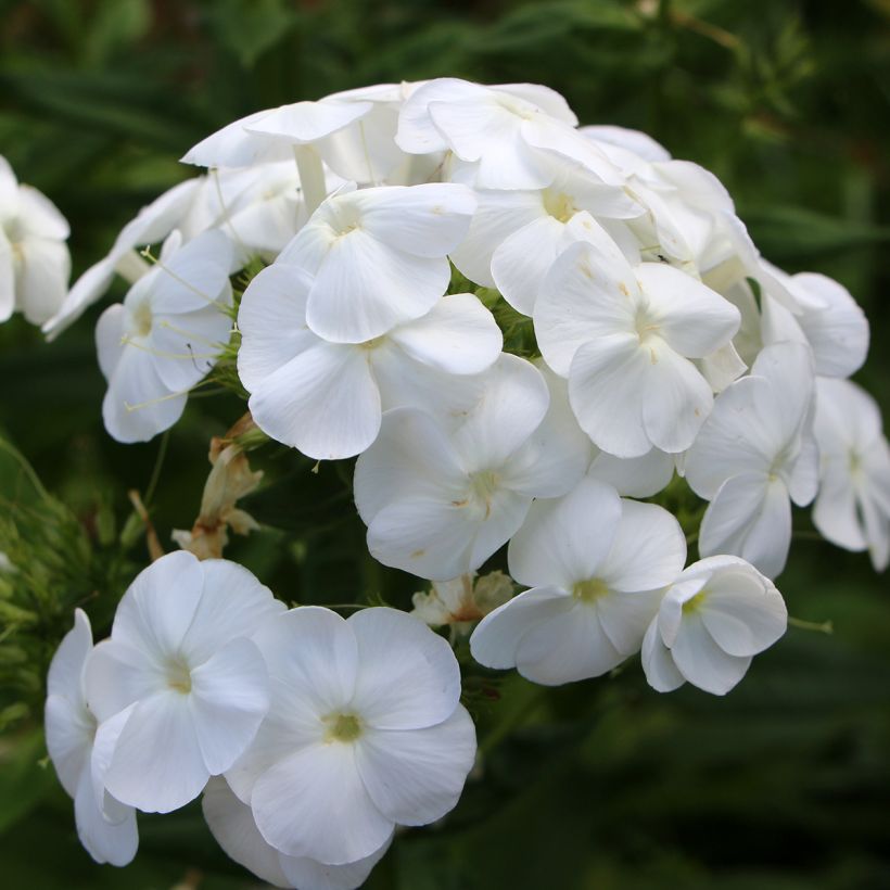 Phlox paniculata Younique White (Fioritura)