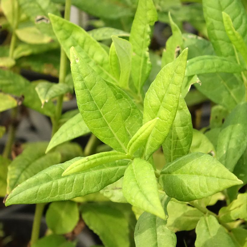 Phlox paniculata Younique White (Fogliame)