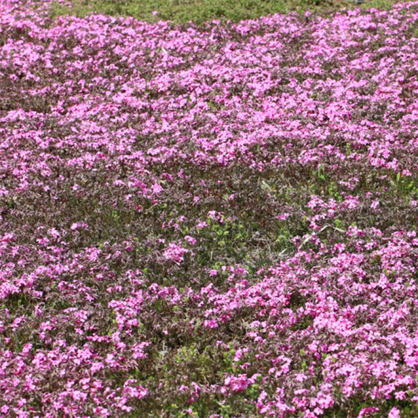 Phlox stolonifera Home Fires - Phlox strisciante (Fioritura)