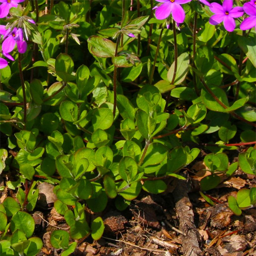 Phlox stolonifera Purpurea - Phlox strisciante (Fogliame)