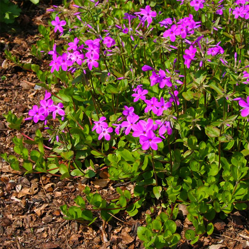 Phlox stolonifera Purpurea - Phlox strisciante (Fioritura)