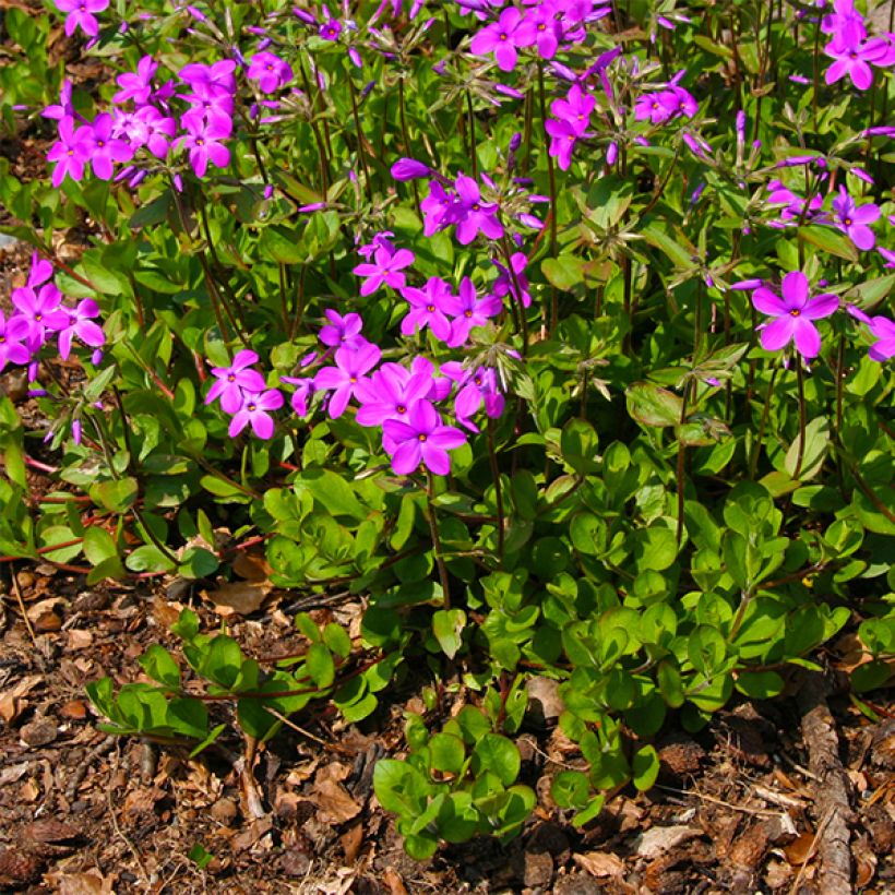 Phlox stolonifera Purpurea - Phlox strisciante (Porto)