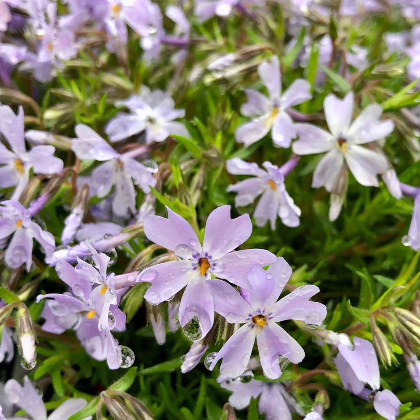 Phlox subulata Cushion Blue - Muscio rosa (Fioritura)