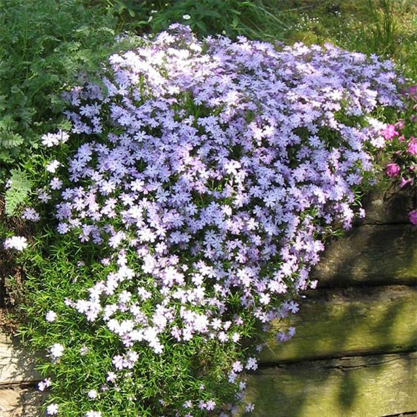 Phlox subulata Cushion Blue - Muscio rosa (Porto)