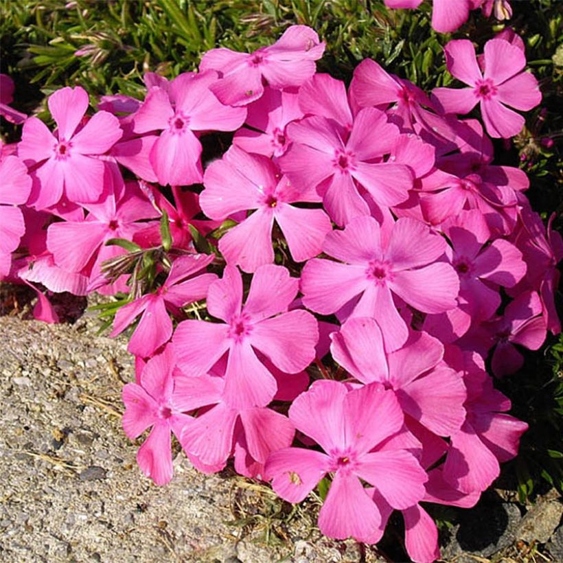 Phlox subulata McDaniel's Cushion - Muscio rosa (Fioritura)