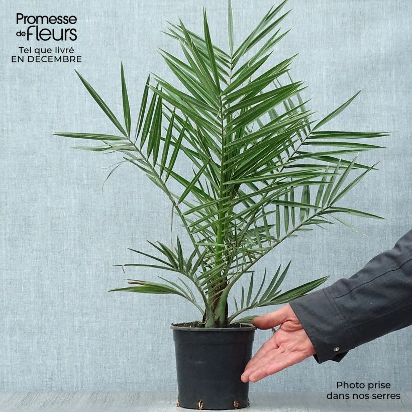 Phoenix canariensis - Palmier dattier des Canaries pot de 1,5L esemplare consegnato in inverno