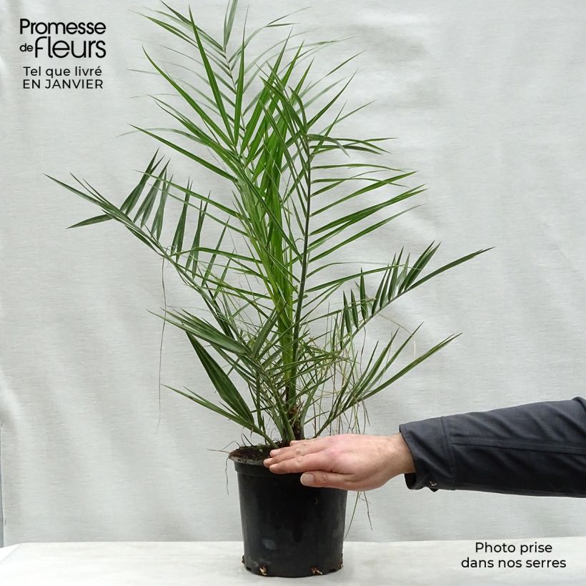 Phoenix canariensis - Palmier dattier des Canaries pot de 3L esemplare consegnato in inverno