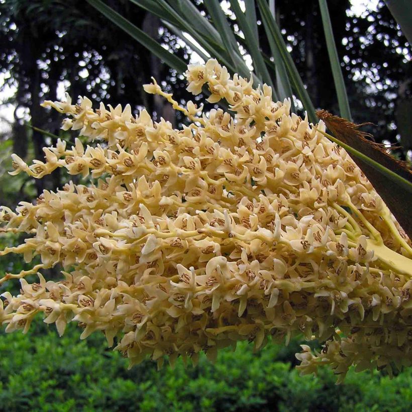 Phoenix dactylifera - Palma da datteri (Fioritura)