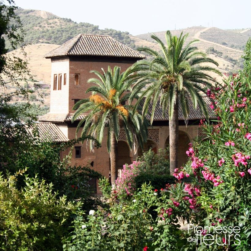 Phoenix dactylifera - Palma da datteri (Porto)