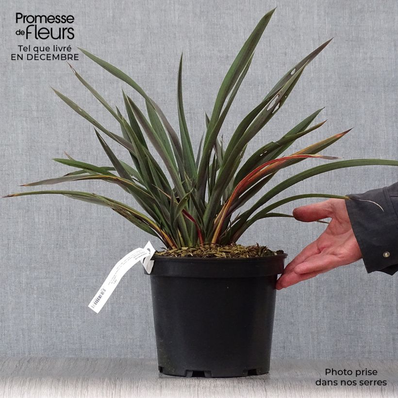 Phormium Chocomint - Lin de Nouvelle-Zélande  Pot de 3L/4L esemplare consegnato in inverno