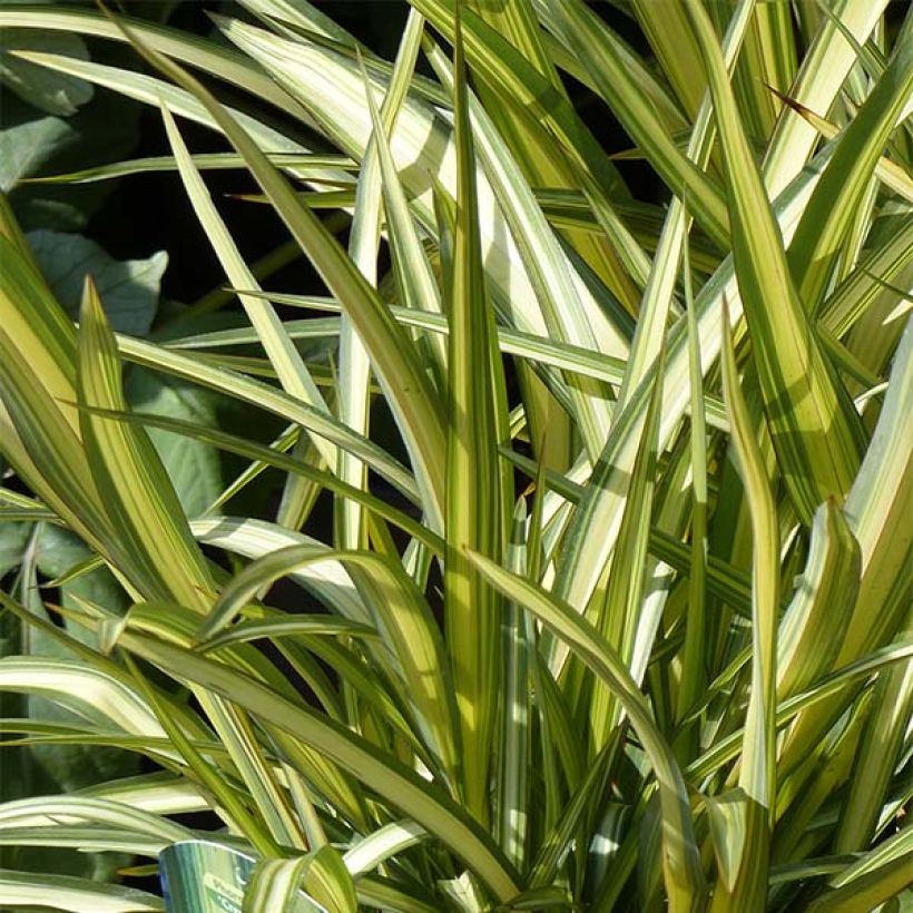 Phormium cookianum subsp. hookeri Cream Delight (Fogliame)