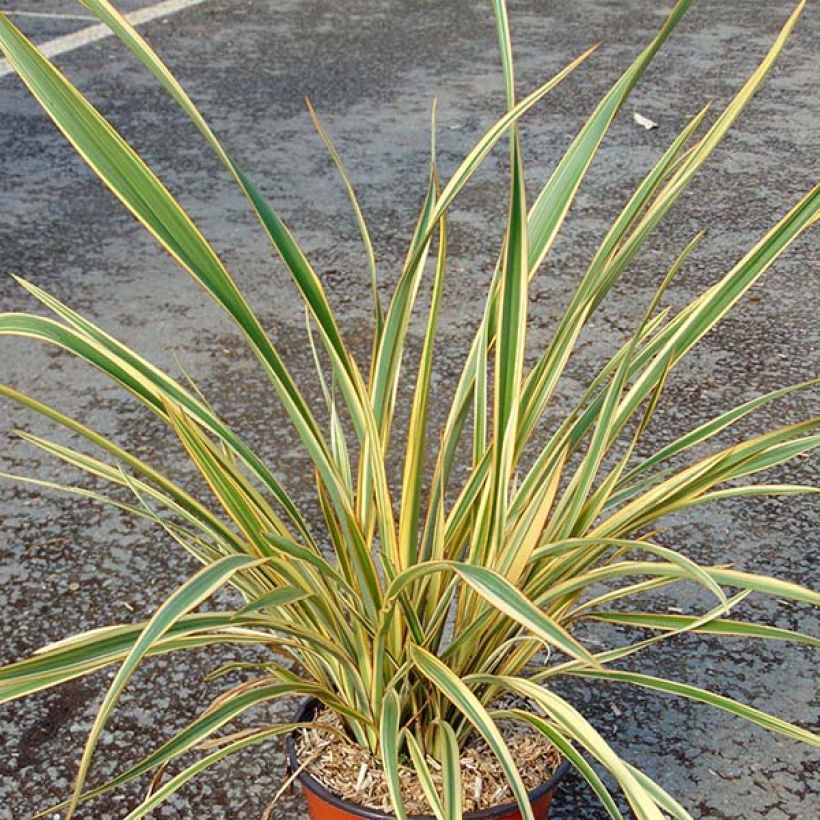 Phormium cookianum subsp. hookeri Cream Delight (Porto)