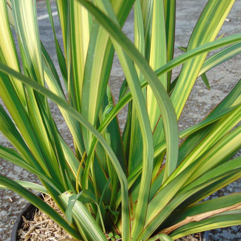 Phormium Golden Ray - Lino della Nuova Zelanda (Fogliame)