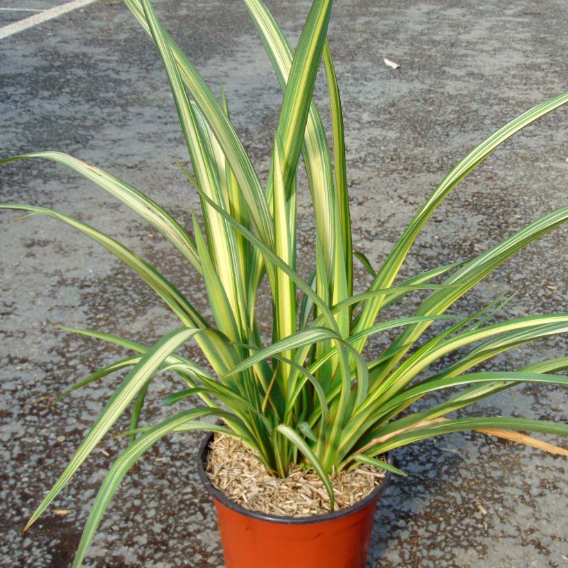 Phormium Golden Ray - Lino della Nuova Zelanda (Porto)