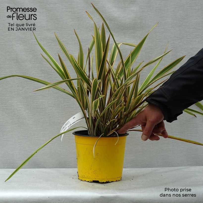 Phormium Golden Ray - Lin de Nouvelle-Zélande en pot de 2L/3L esemplare consegnato in inverno