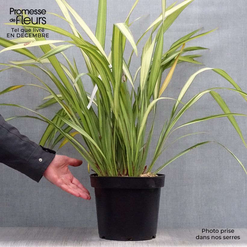 Phormium Golden Ray - Lin de Nouvelle-Zélande en pot de 7,5L/10L esemplare consegnato in inverno