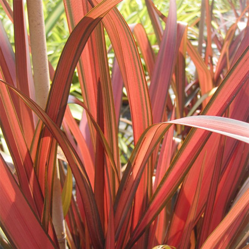 Phormium Rainbow Maiden - Lino della Nuova Zelanda (Fogliame)