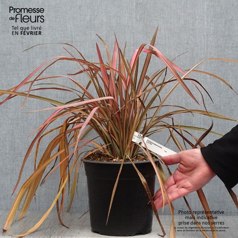 Phormium Rainbow Maiden - Lin de Nouvelle-Zélande en pot de 4L/5L esemplare consegnato in inverno