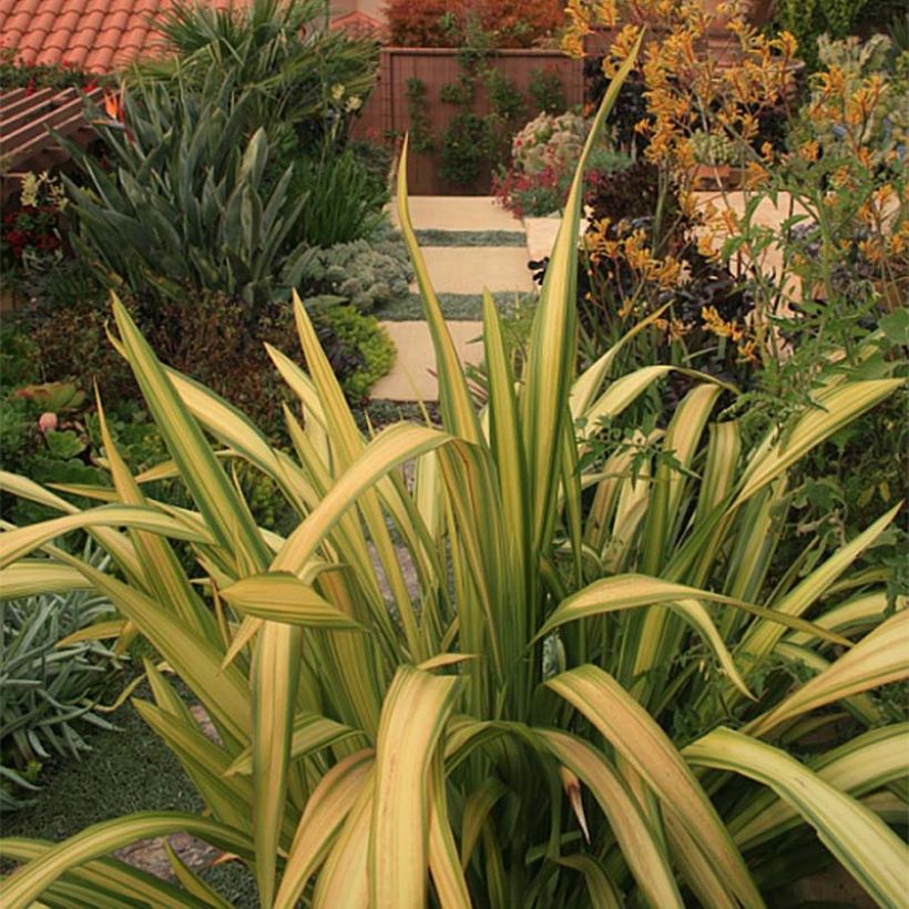 Phormium Yellow Wave - Lino della Nuova Zelanda (Fogliame)