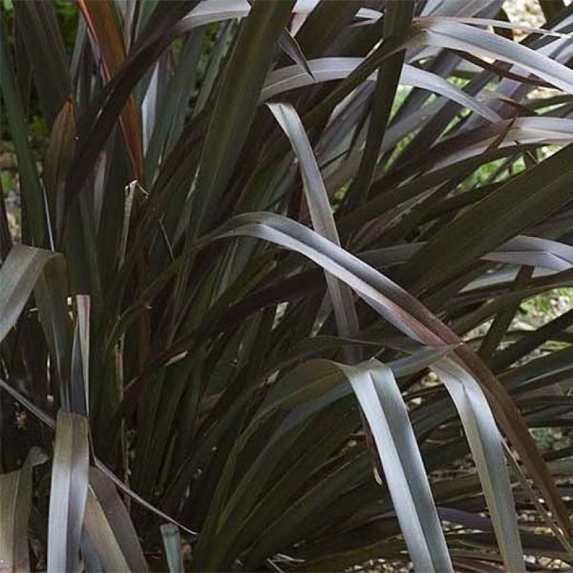 Phormium cookianum Black adder (Fogliame)