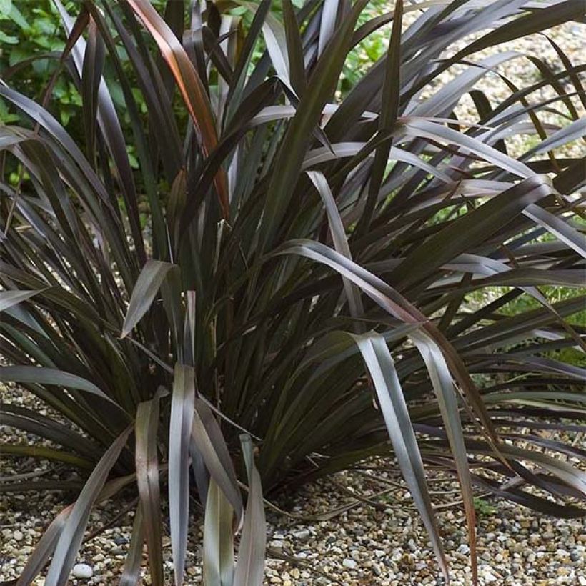 Phormium cookianum Black adder (Porto)