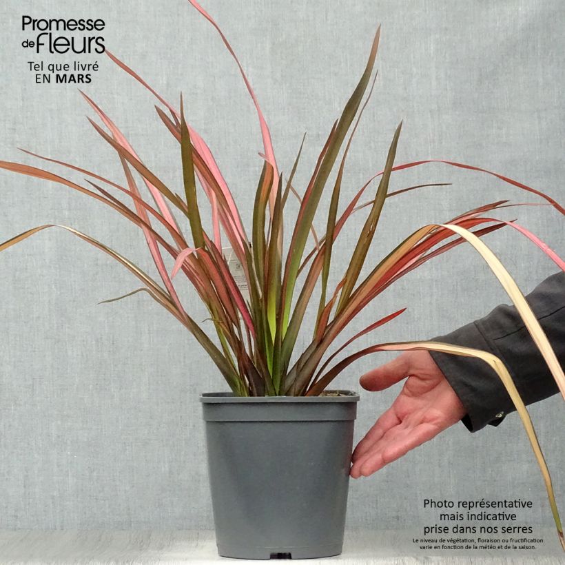 Phormium cookianum Maori Maiden - Lin de Nouvelle-Zélande Pot de 4L esemplare consegnato in primavera