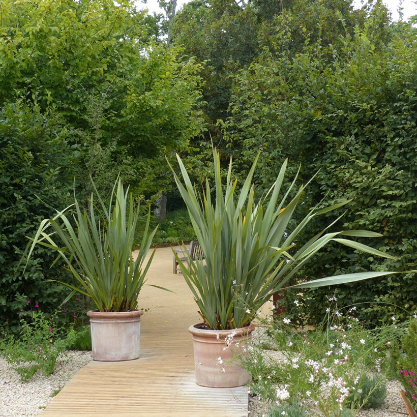 Phormium tenax - Lino della Nuova Zelanda (Porto)