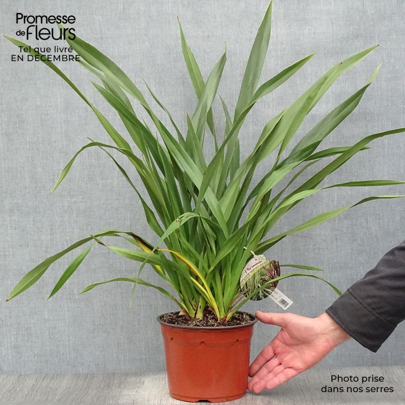 Phormium tenax - Lin de Nouvelle-Zélande pot de 2/3L esemplare consegnato in inverno