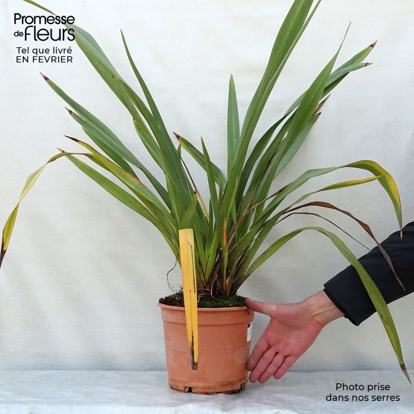 Phormium tenax - Lin de Nouvelle-Zélande pot de 4/5L esemplare consegnato in inverno