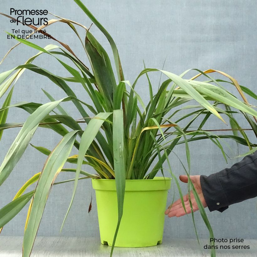 Phormium tenax - Lin de Nouvelle-Zélande pot de 8L esemplare consegnato in inverno