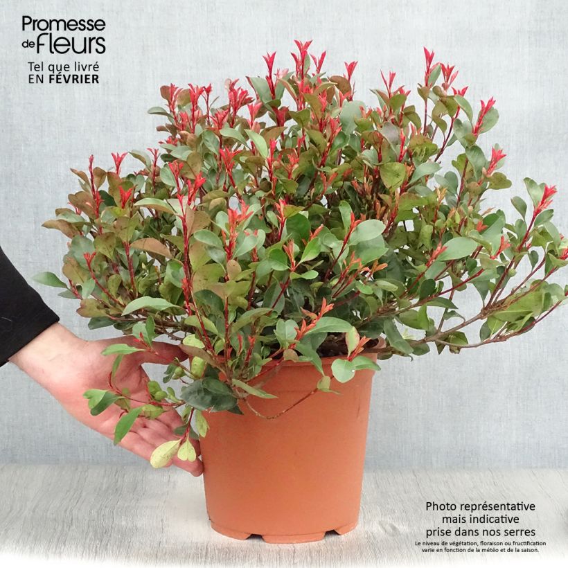 Photinia Little Red Robin en pot de 10L esemplare consegnato in inverno