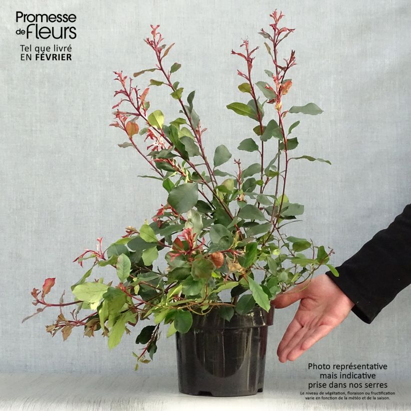 Photinia Little Red Robin en pot de 2L/3L esemplare consegnato in inverno