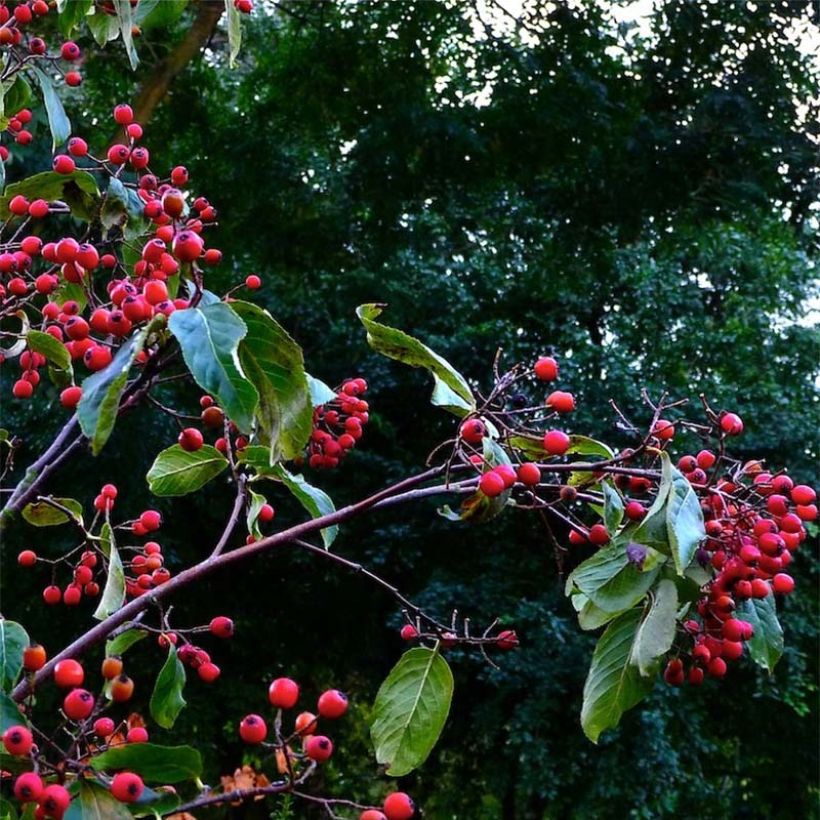 Photinia beauverdiana var. notabilis - Fotinia (Raccolta)