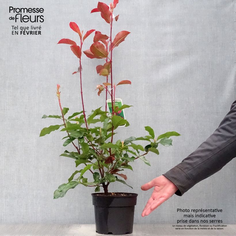 Photinia fraseri Camilvy 50cm en pot de 2L/3L esemplare consegnato in inverno