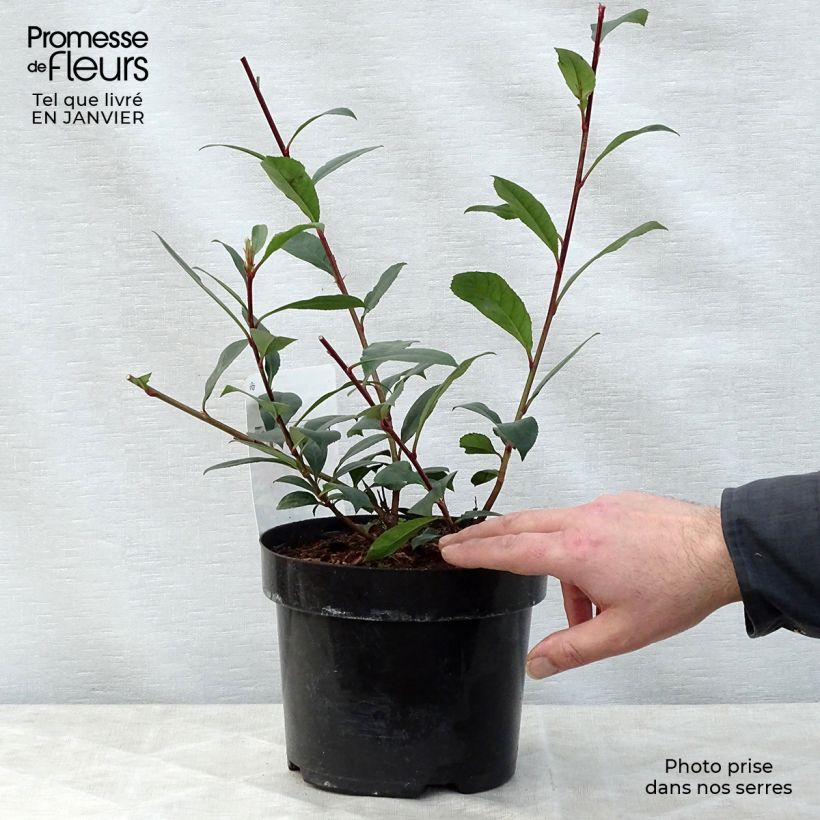 Photinia fraseri Carré Rouge 30/40cm en pot de 2/3L esemplare consegnato in inverno